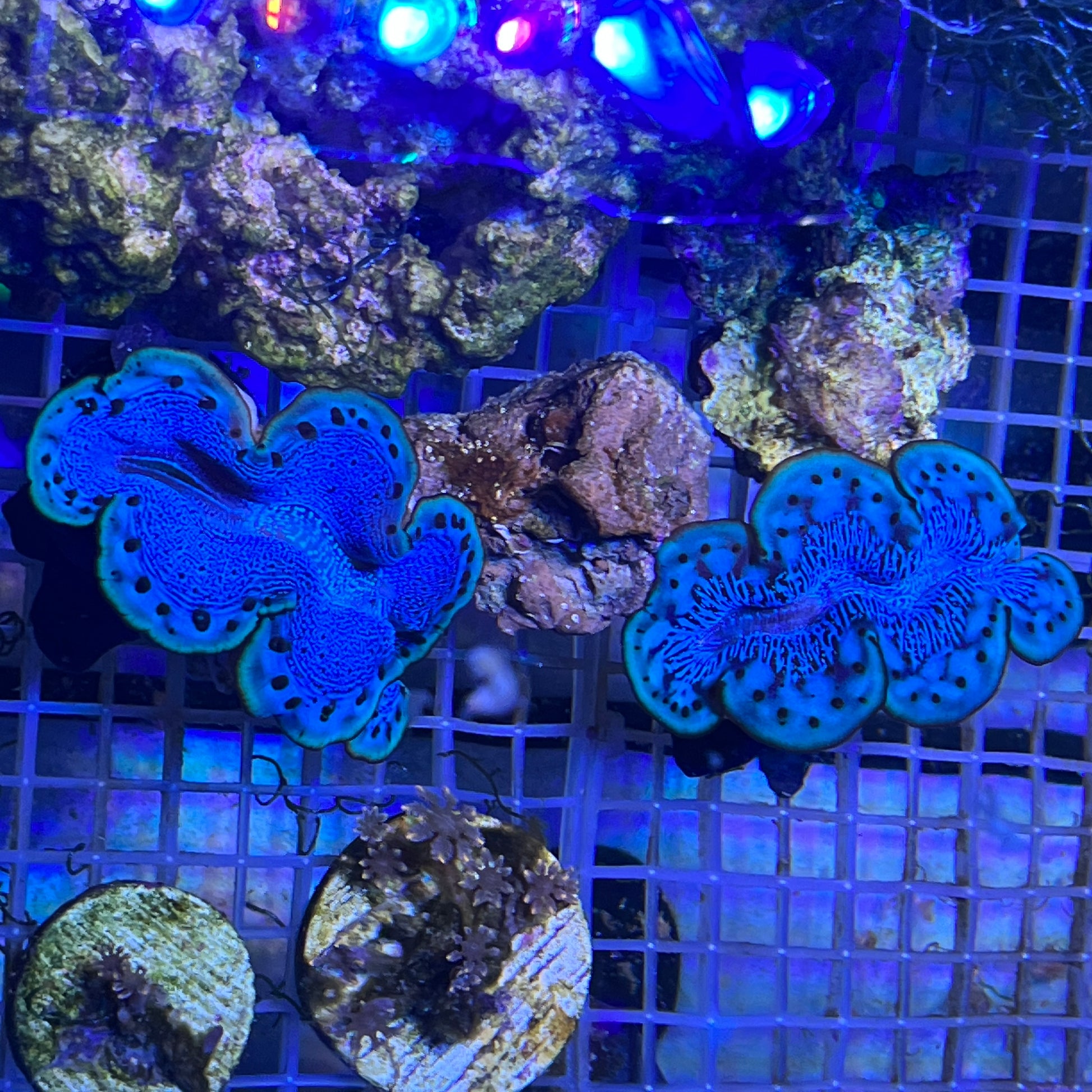 Tridacna Maxima “Blue/Green” - L.B.Reef