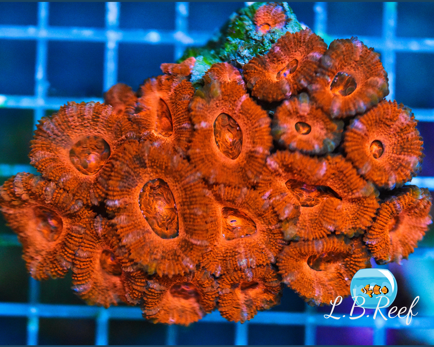 Acanthastrea lordhowensis "Ice & Fire" - L.B.Reef