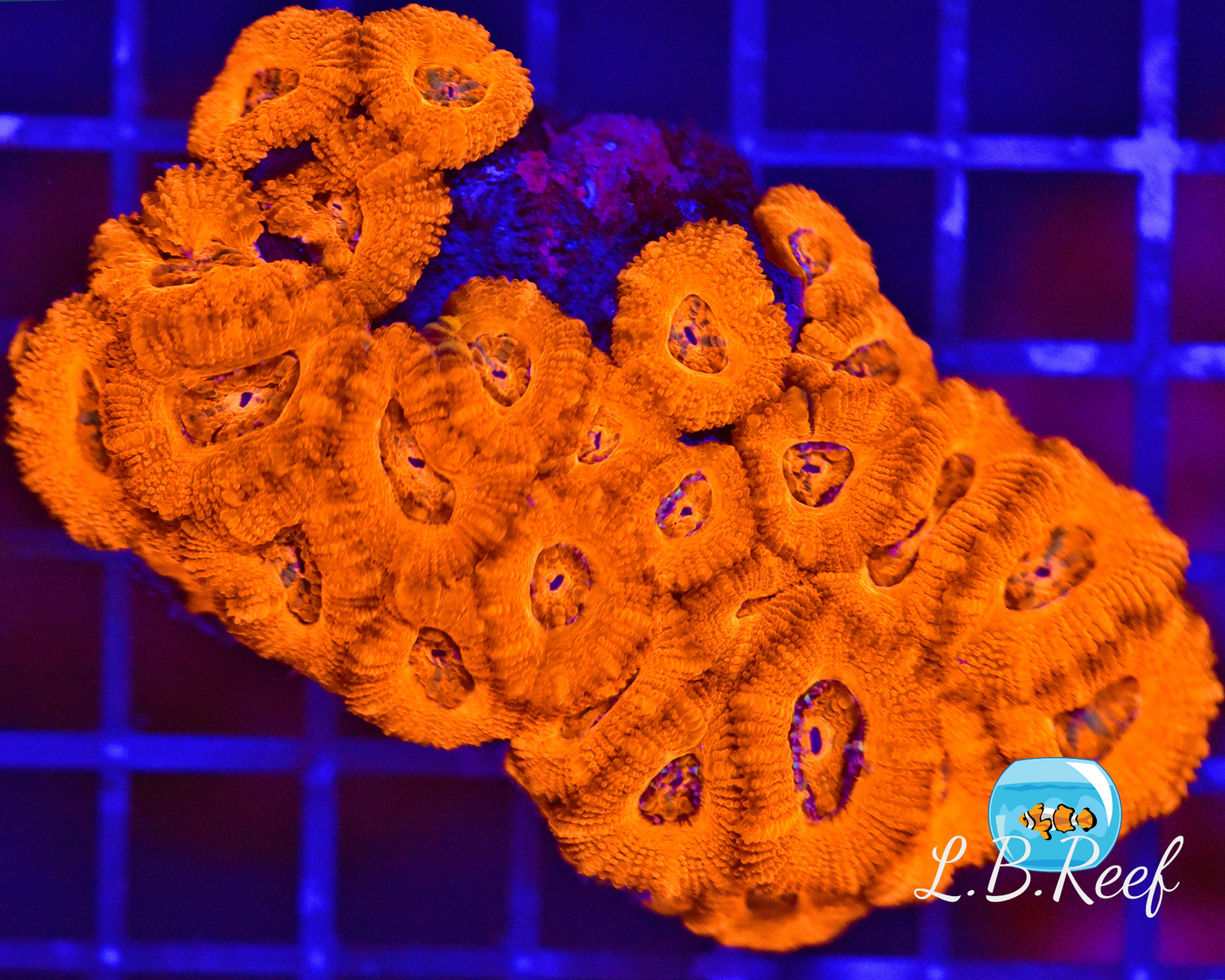 Acanthastrea lordhowensis "Ultra Red/Orange" - L.B.Reef