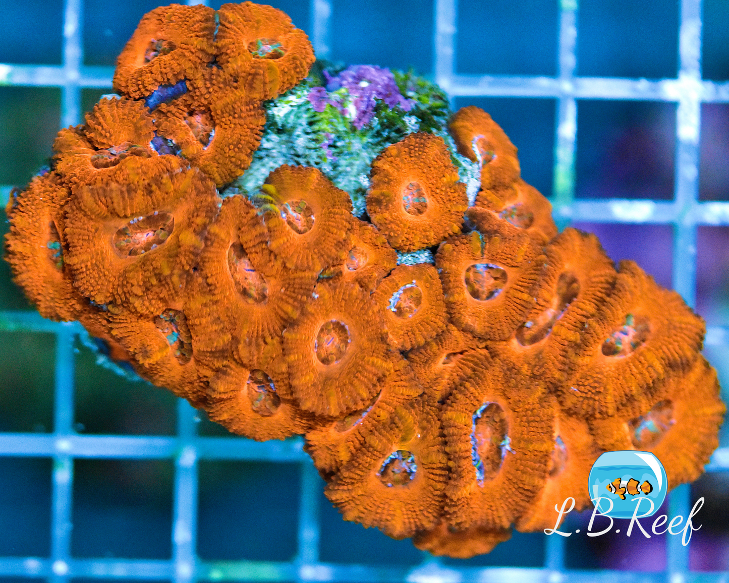 Acanthastrea lordhowensis "Ultra Red/Orange" - L.B.Reef