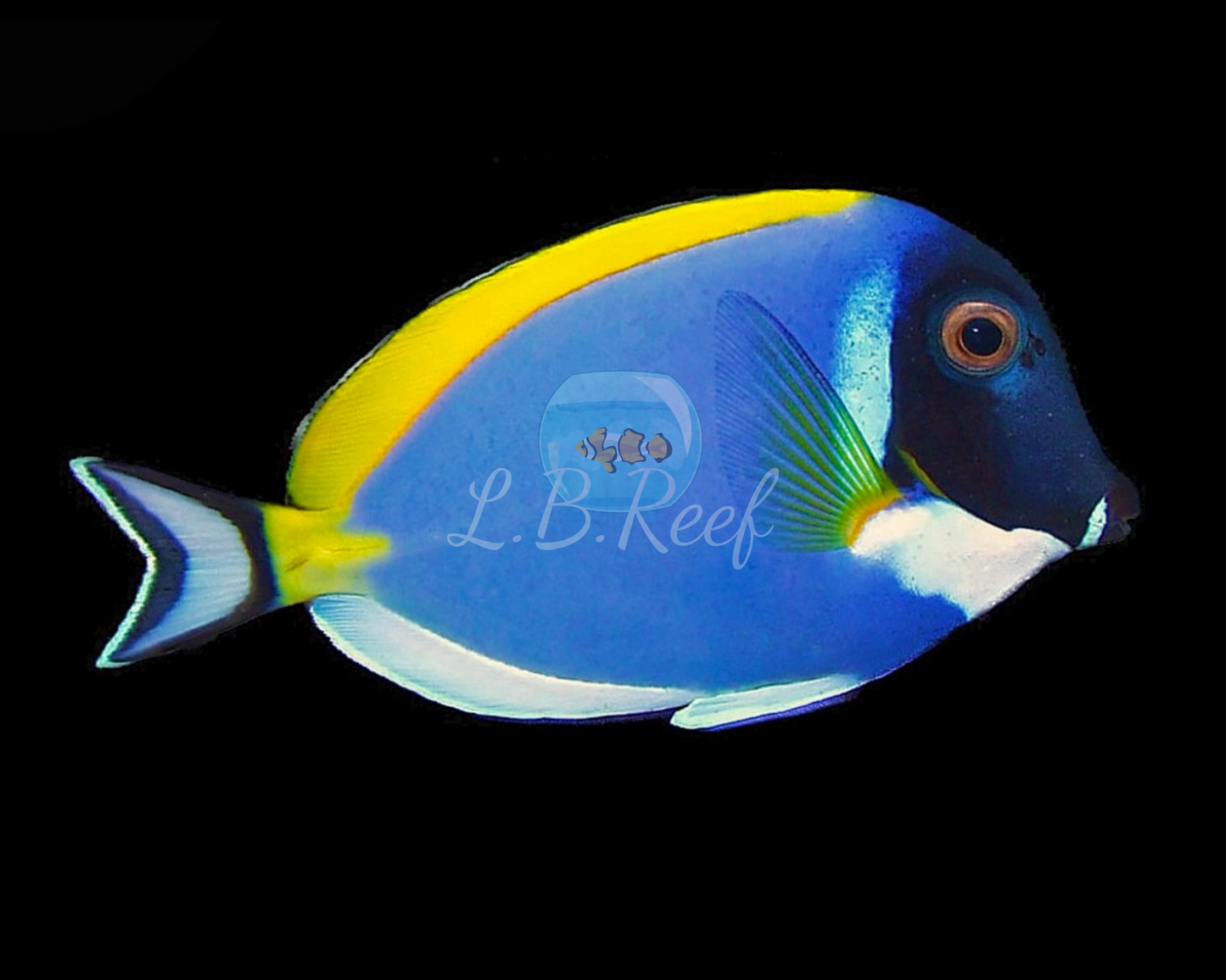 Acanthurus leucosternon