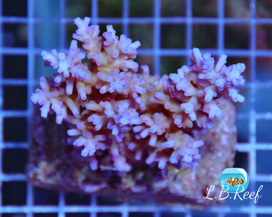 Acropora echinata "Ice & Fire" - L.B.Reef