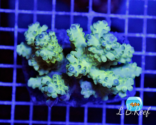 Acropora sp. "Pale Green" - L.B.Reef