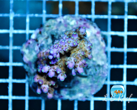 Acropora parilis "Purple" - L.B.Reef