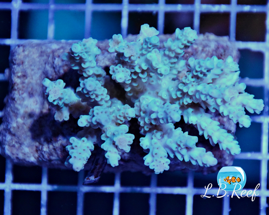 Acropora sp. "Cobalt Blue" - L.B.Reef