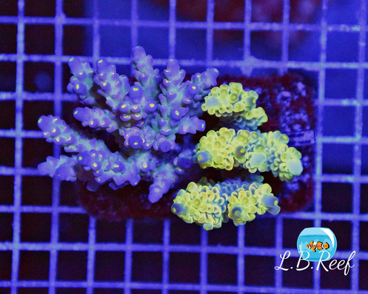 Acropora tenuis "Ultra Mix" - L.B.Reef