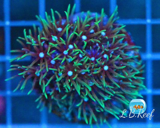 Pachyclavularia violacea "Neon Green" - L.B.Reef