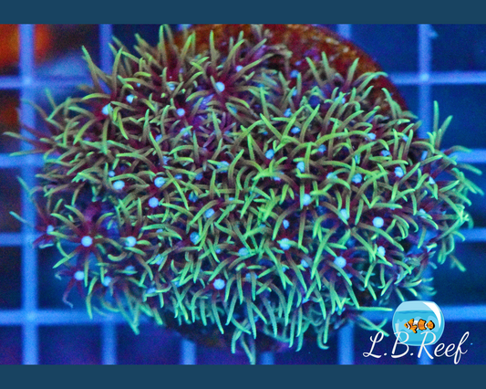 Pachyclavularia violacea "Neon Green" - L.B.Reef