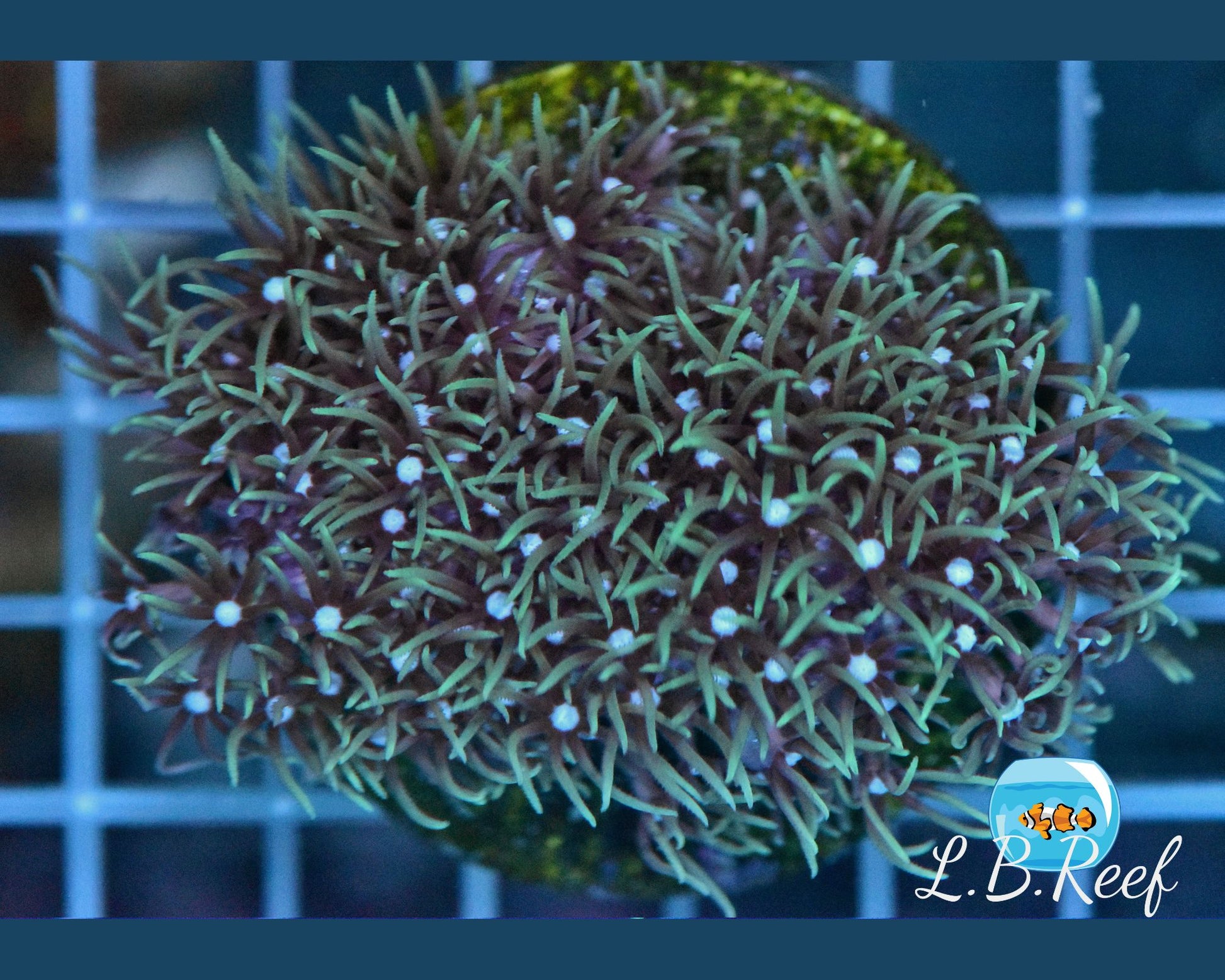 Pachyclavularia violacea "Neon Green" - L.B.Reef