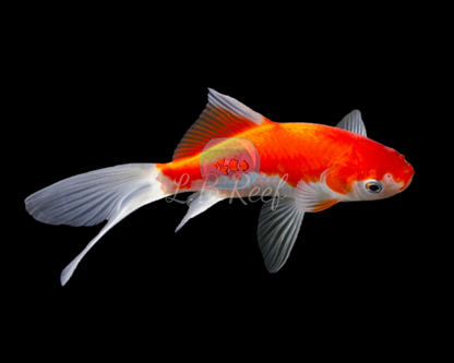 Carassius auratus "Red Sarasa"