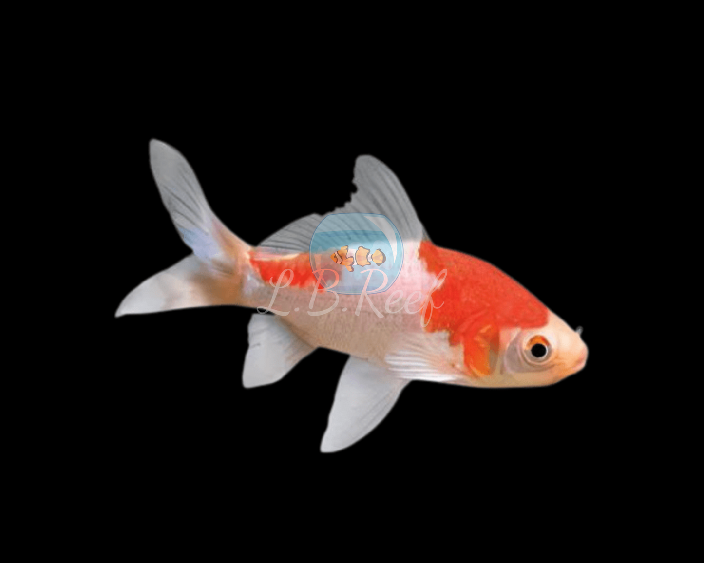 Carassius auratus "Red Sarasa"