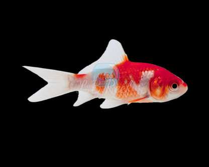 Carassius auratus "Red Sarasa"