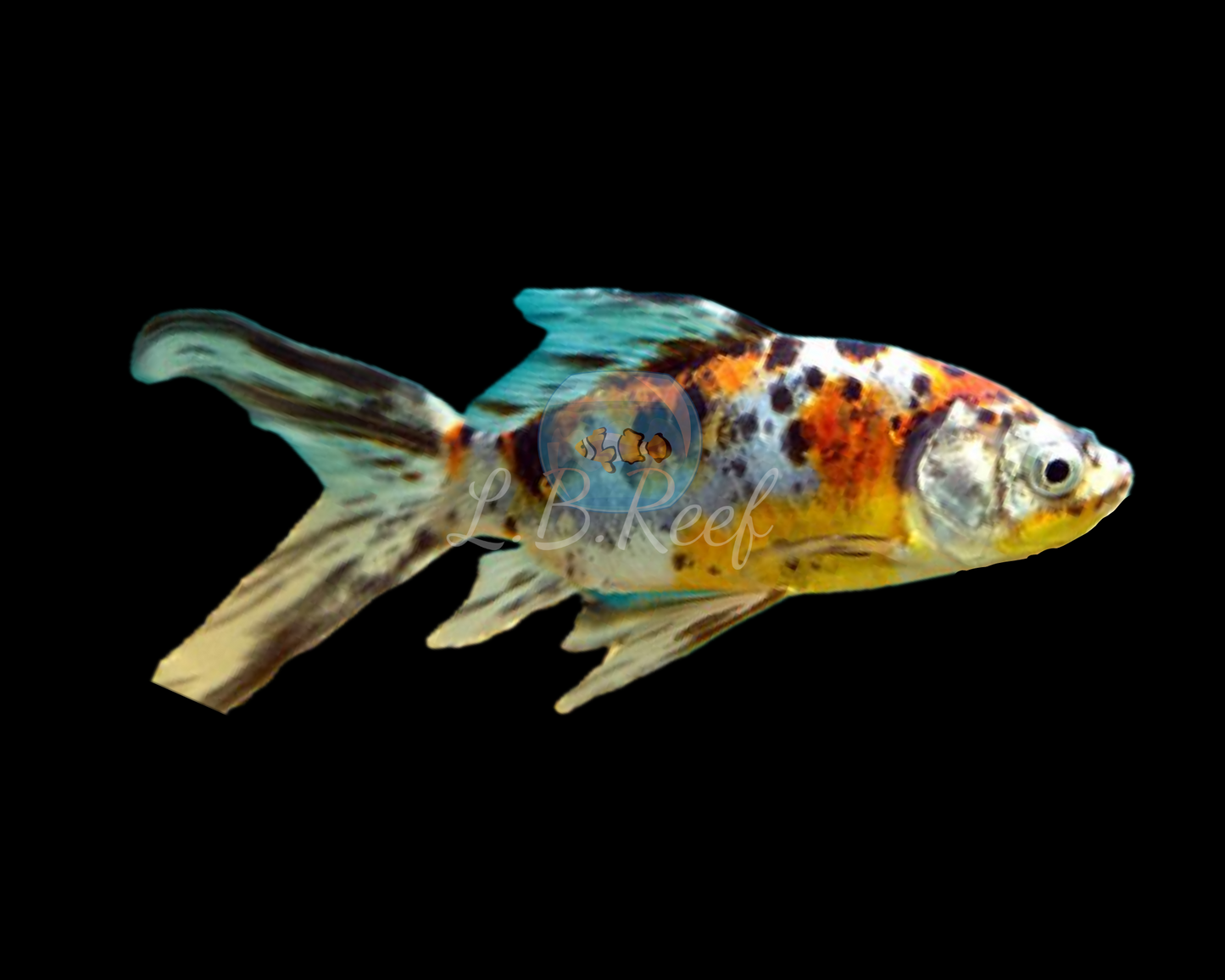 Carassius auratus "Shubunkin"