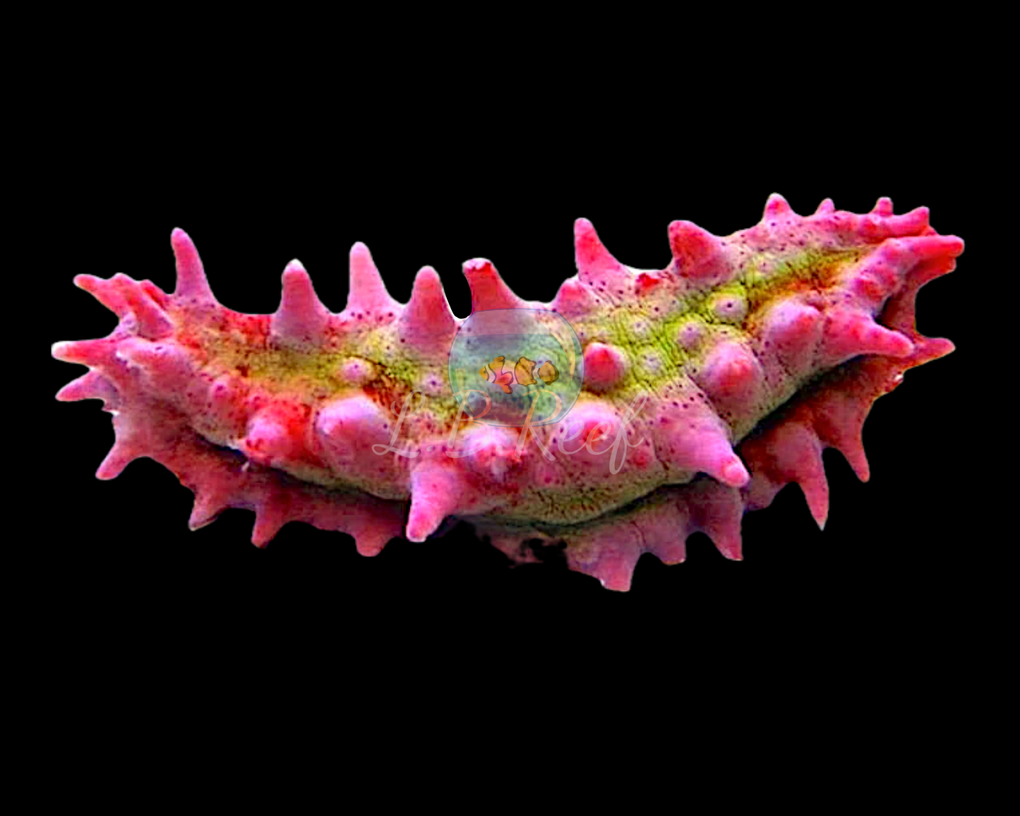 Colochirus crassus "Candy Cucumber" - L.B.Reef