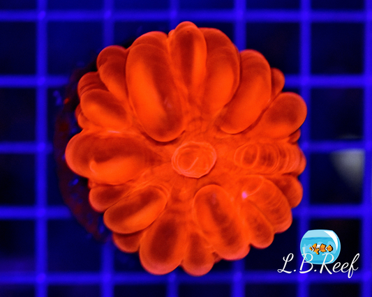 Cynarina lacrymalis "Ultra Red" - L.B.Reef