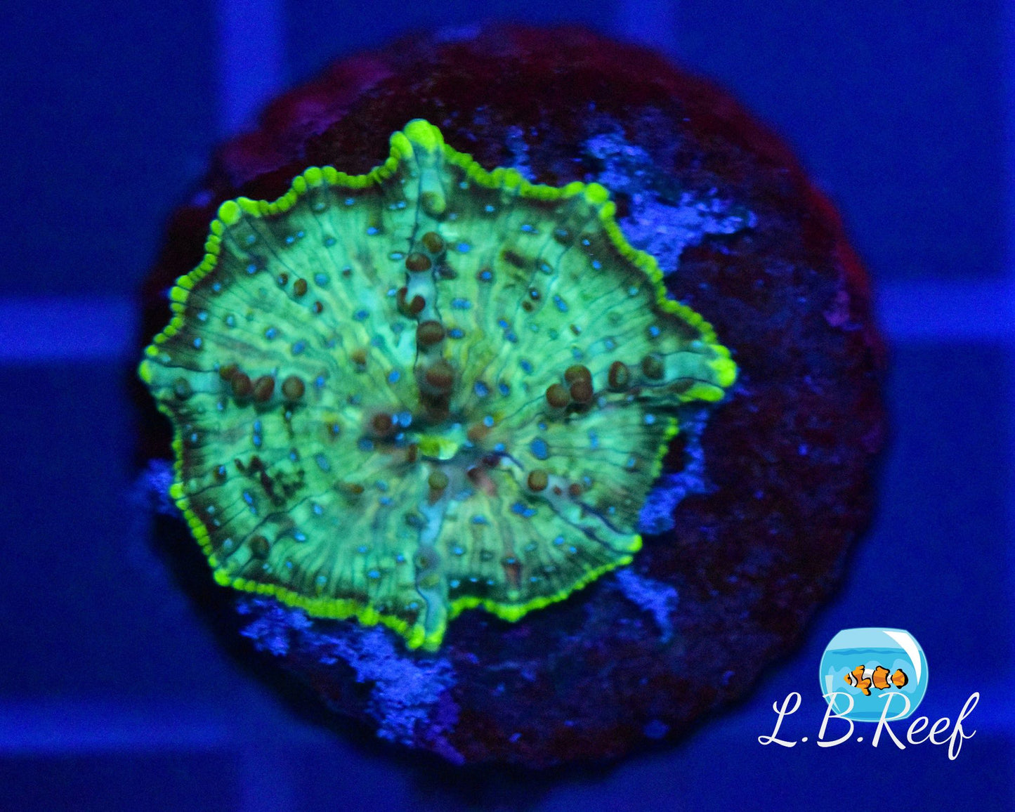 Discosoma sp. "Blue Spotted" - L.B.Reef