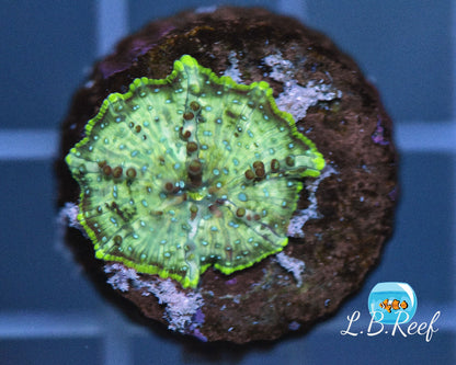 Discosoma sp. "Blue Spotted" - L.B.Reef