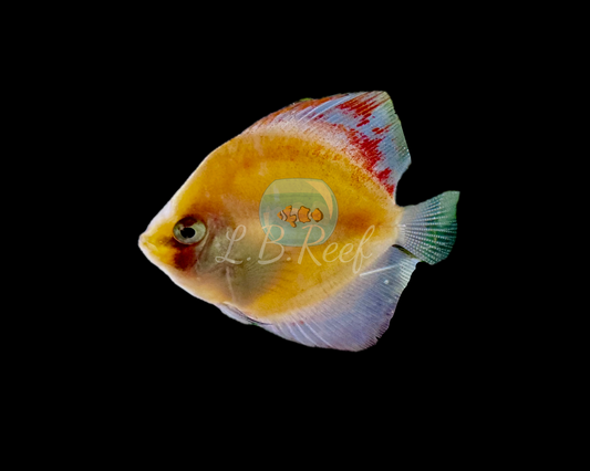 Discus Calico Red