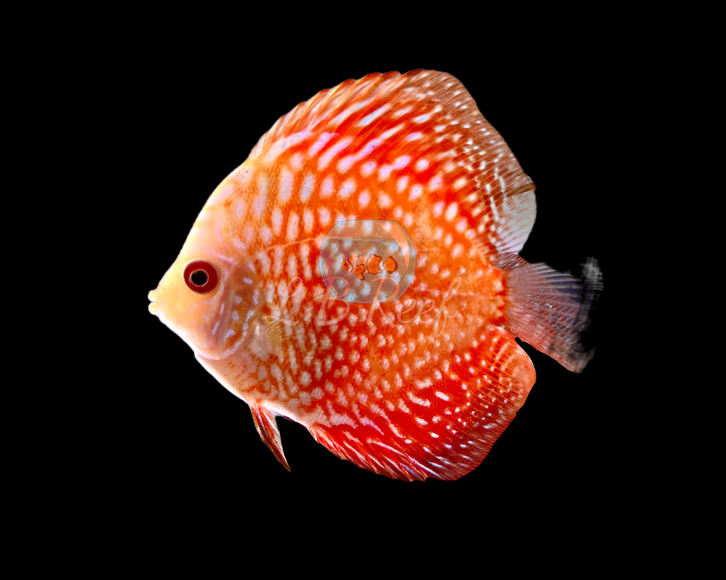 Discus Pidgeon Checkerboard