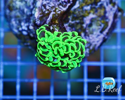 Euphyllia ancora "Toxic Green"