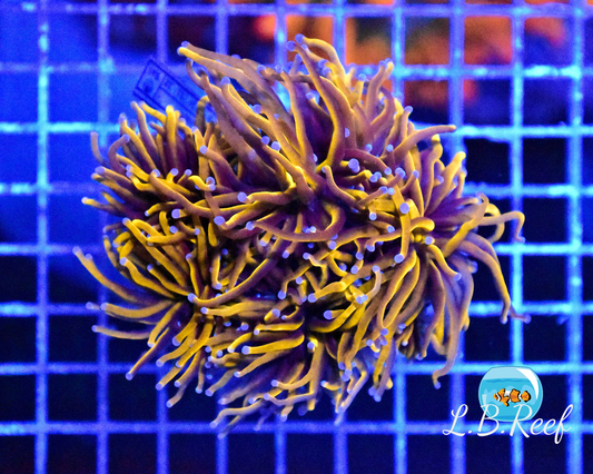 Euphyllia glabrescens "Golden Torch" - L.B.Reef