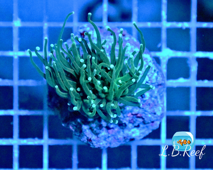 Euphyllia glabrescens "Green blue tips " - L.B.Reef