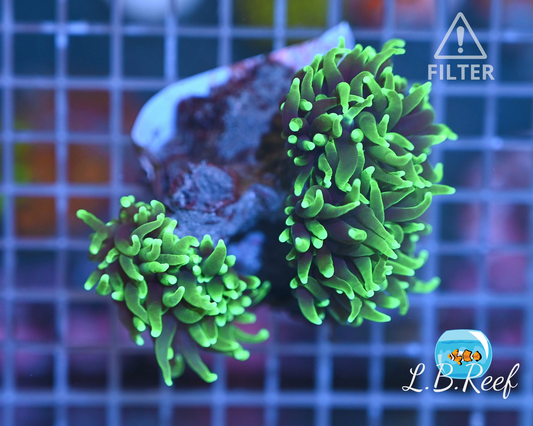 Euphyllia glabrescens "Green Ultra 3 Heads"