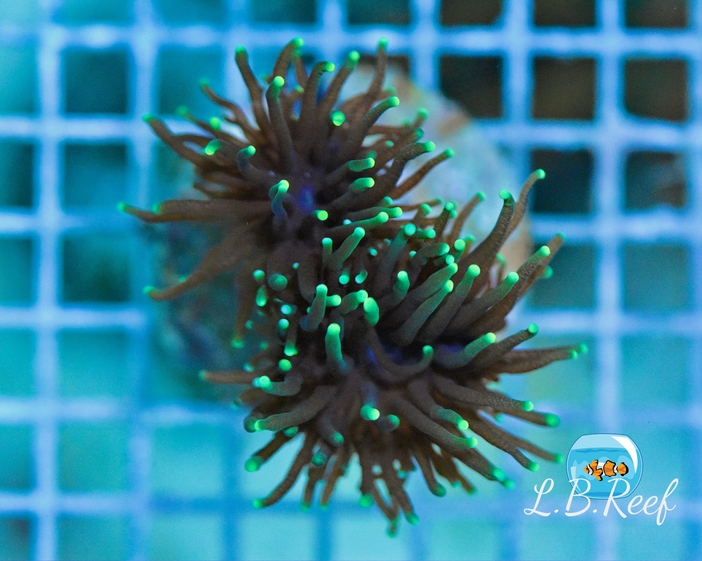 Euphyllia glabrescens "Green Tips" - L.B.Reef