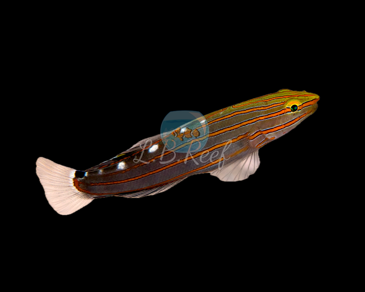 Koumansetta rainfordi "Rainford's Goby"