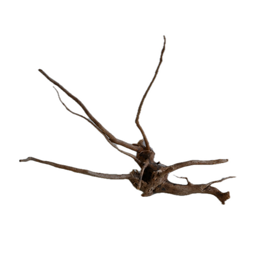 Whimar - Decor Spider Wood 20 cm Foto Reale