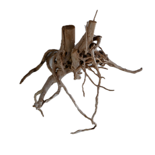 Whimar - Decor Spider Wood 20 cm Foto Reale