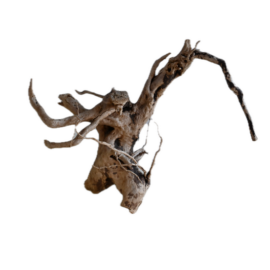 Whimar - Decor Spider Wood 20 cm Foto Reale