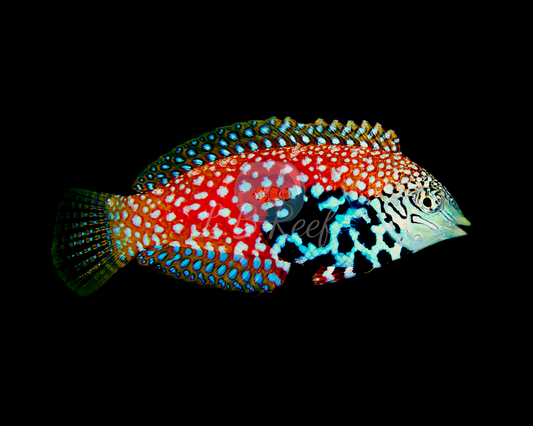 Macropharyngodon bipartitus "Peacock Leopard Wrasse" - L.B.Reef