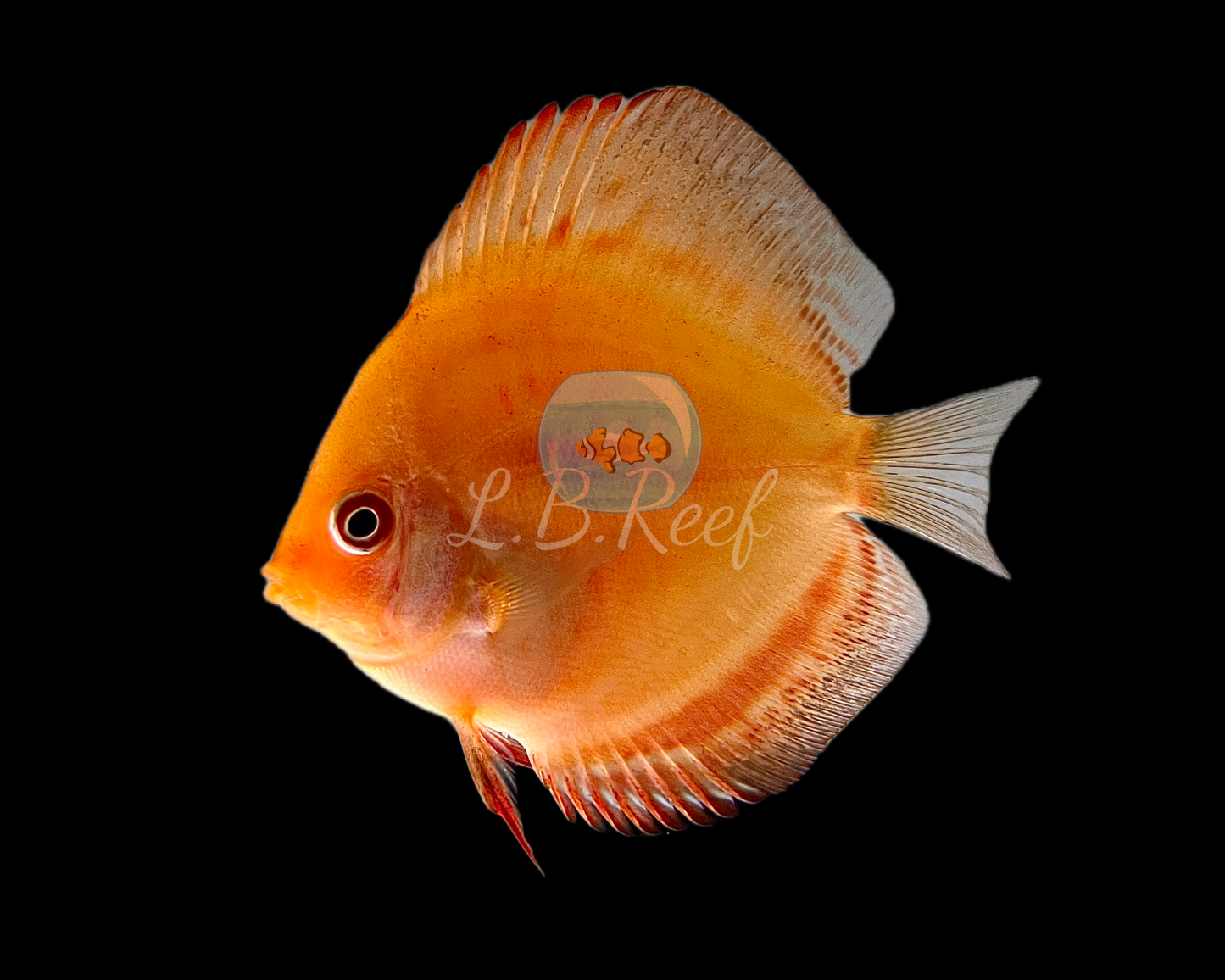 Discus Marlboro Red