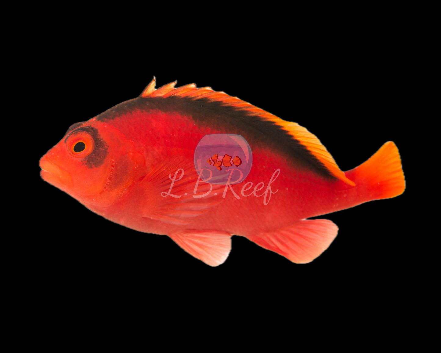 Neocirrhites armatus "Flame Hawkfish"