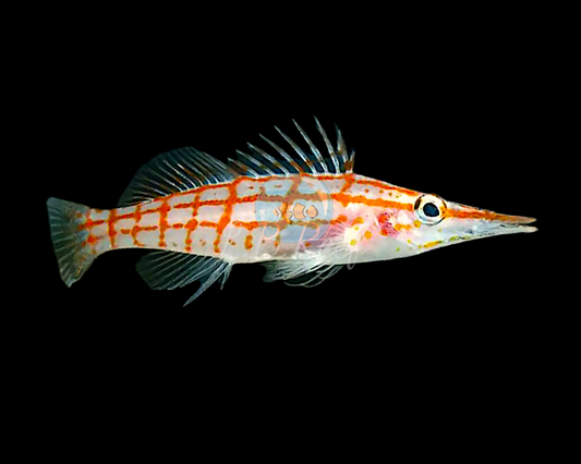 Oxycirrhites typus "Longnose hawkfish"