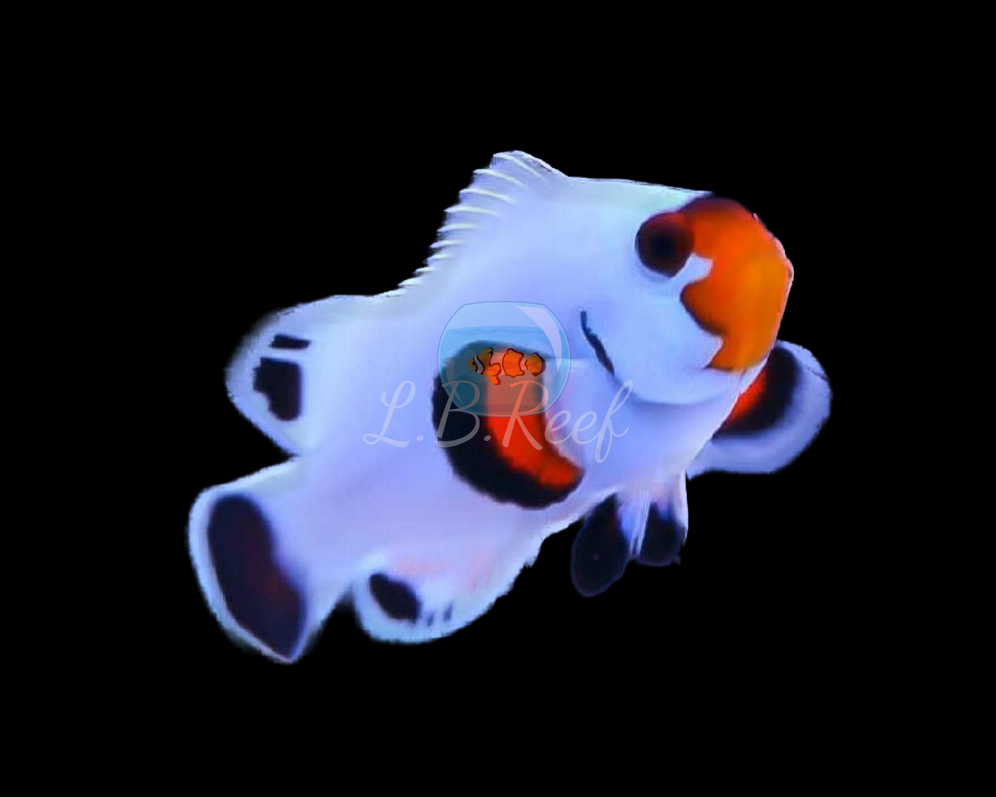 Amphiprion percula "Platinum"