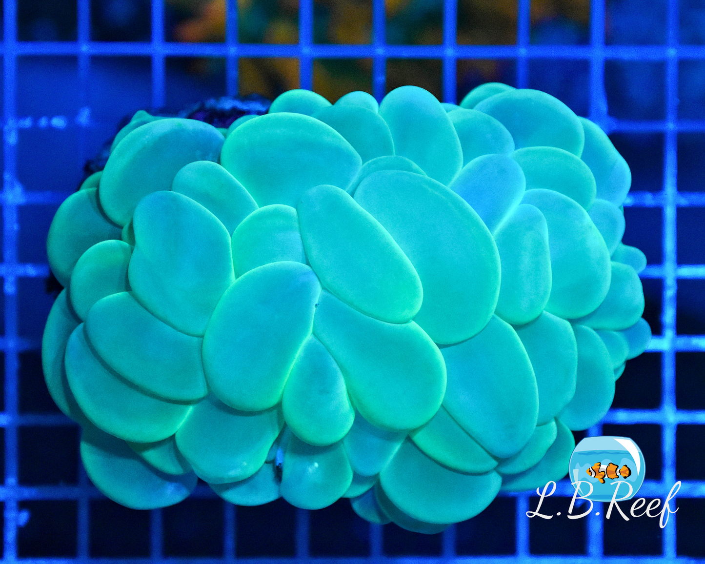 Plerogyra sinuosa "Neon Green" - L.B.Reef