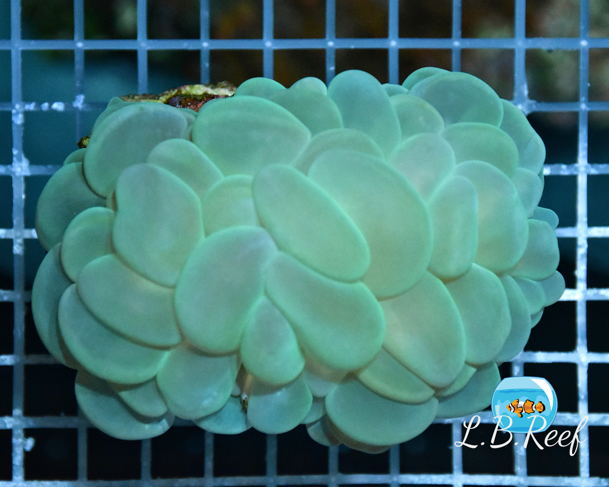 Plerogyra sinuosa "Neon Green" - L.B.Reef