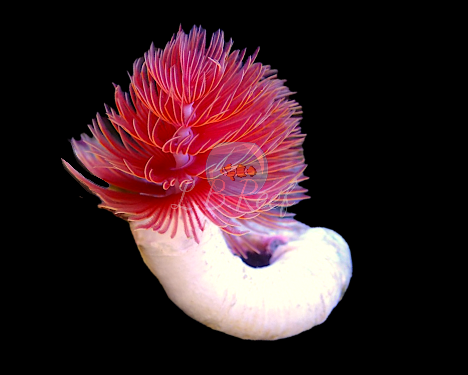 Protula bispiralis "Coco Worm" - L.B.Reef