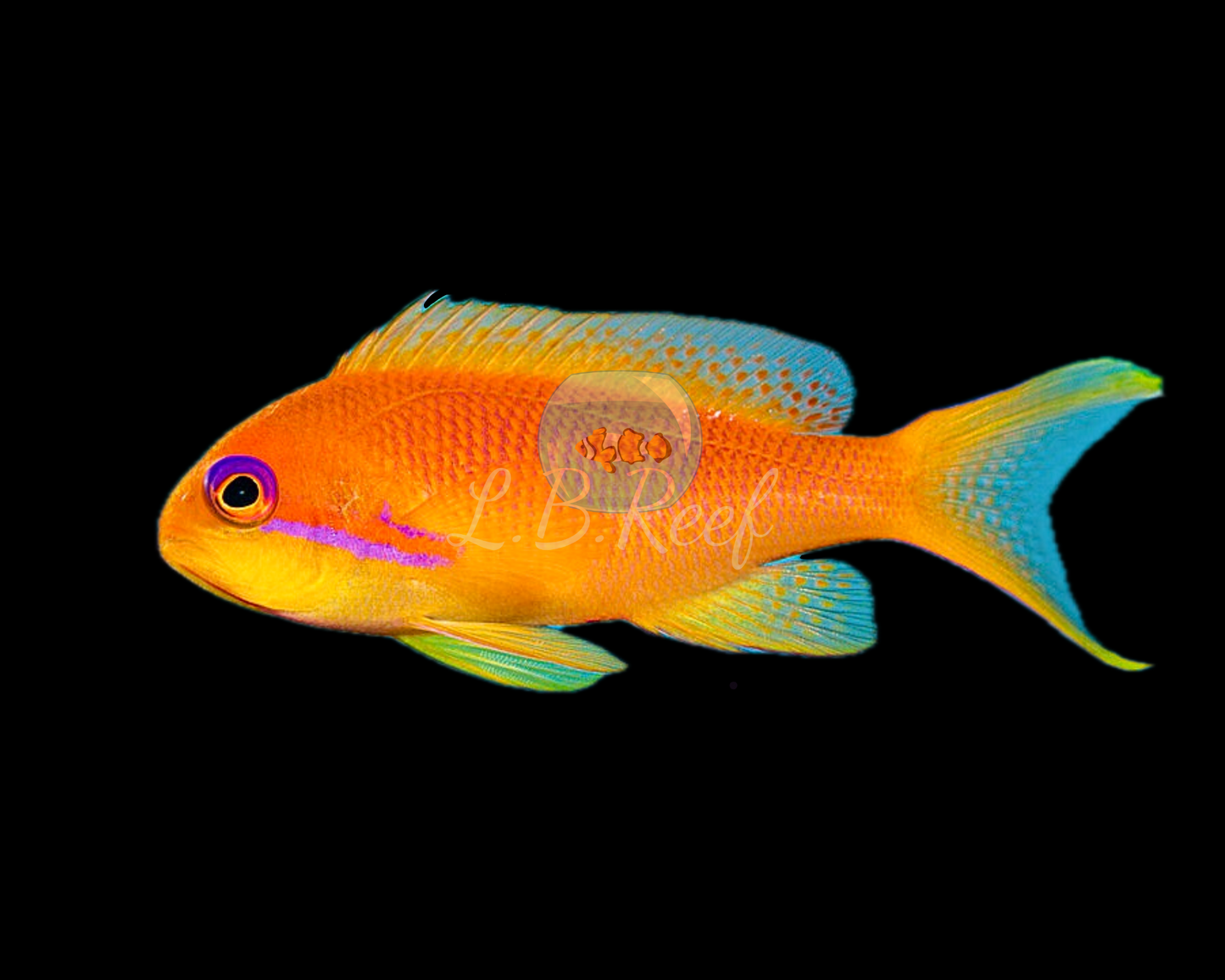 Pseudianthias squamipinnis