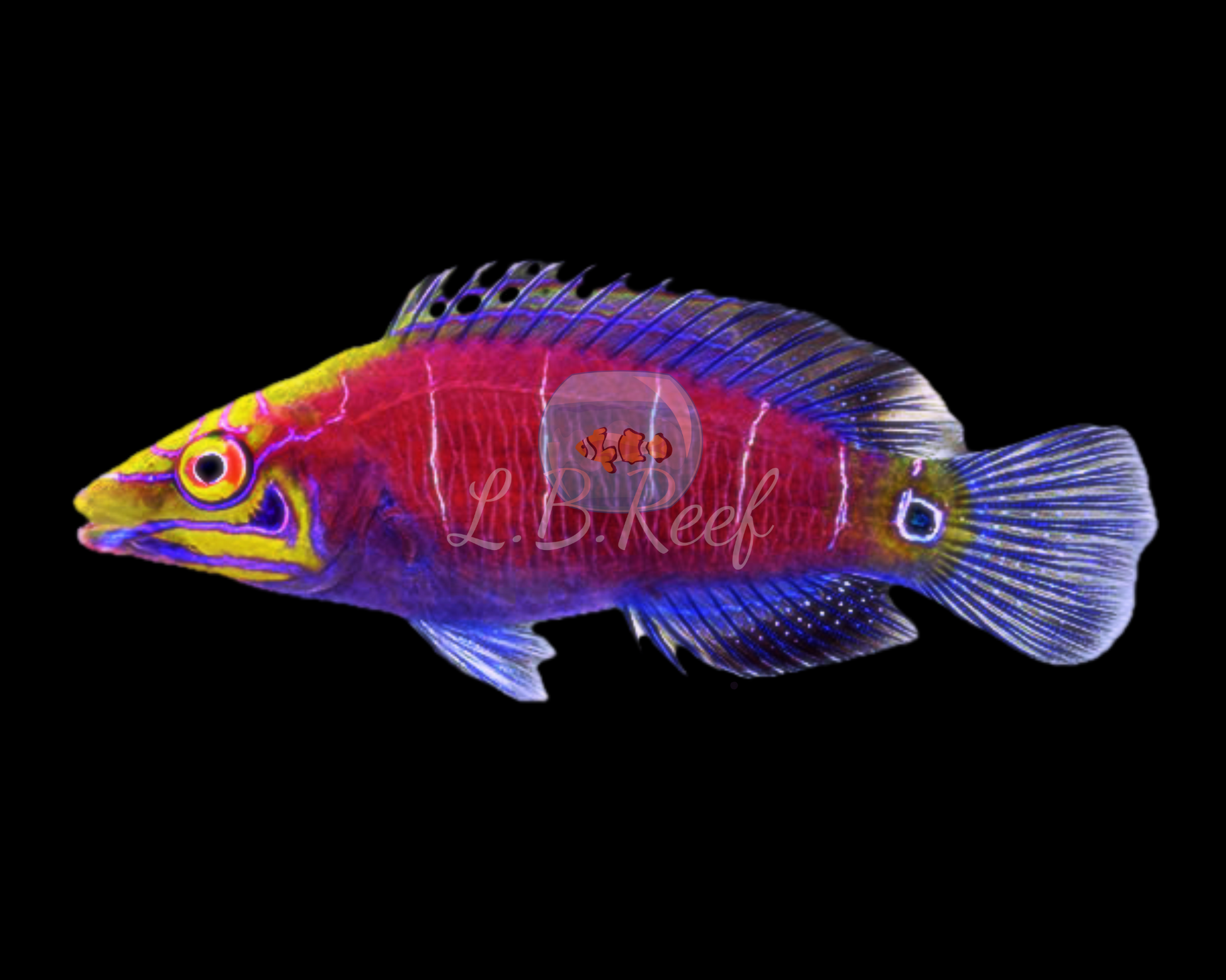 Pseudocheilinus ocellatus "Mistery Wrasse" - L.B.Reef