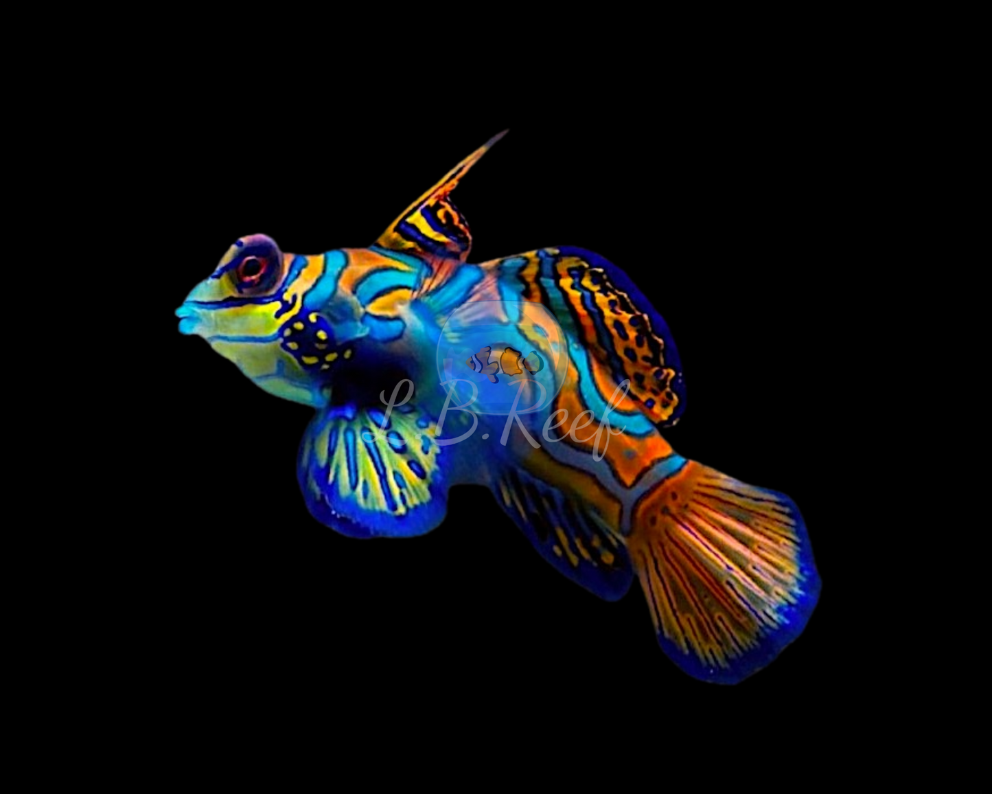 Pterosynchiropus splendidus "Blue Mandarin Dragonet"