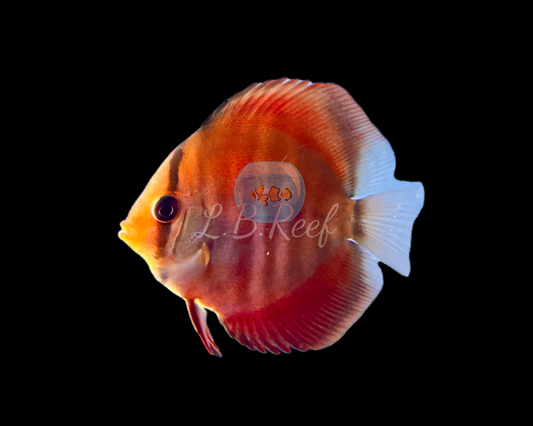 Discus Red Rose