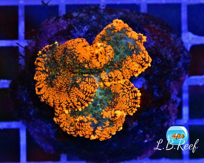 Rhodactis sp. "Orange Galaxy" - L.B.Reef