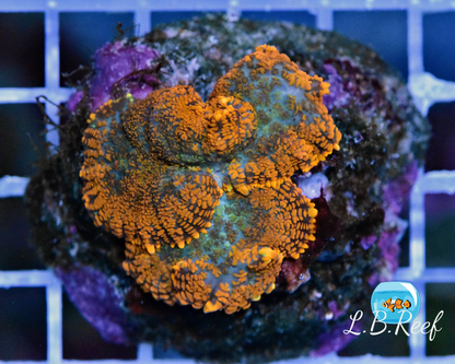 Rhodactis sp. "Orange Galaxy" - L.B.Reef