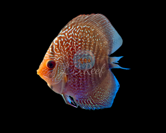 Discus Snakeskin Red