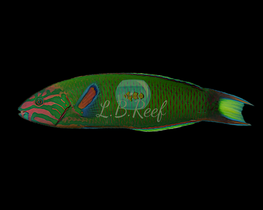 Thalassoma lunare - L.B.Reef