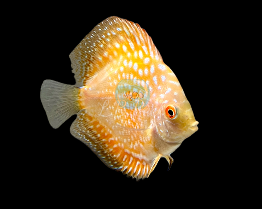 Discus Yellow Checkerboard