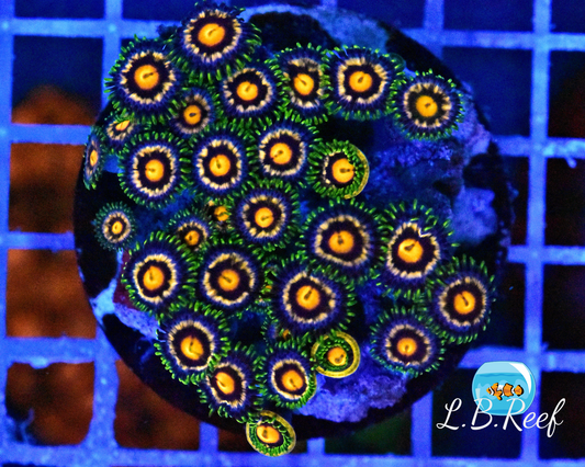 Zoanthus sp. "Firework Grado A" - L.B.Reef